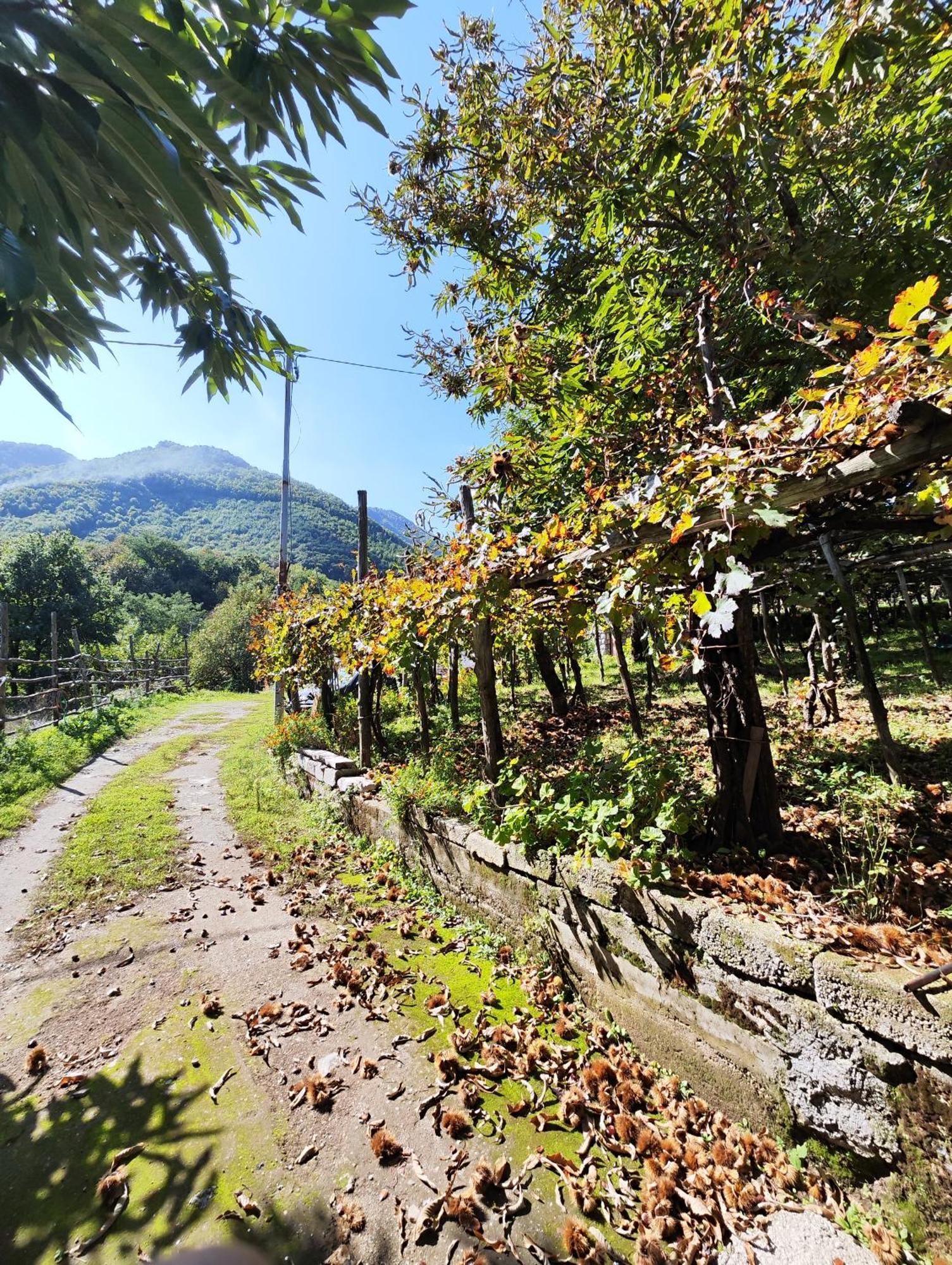 Il Vigneto Villa Tramonti Eksteriør billede